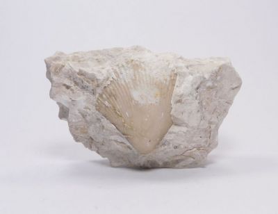 Mlž Panenka sp. - Kotouč, Štramberk u Příbora